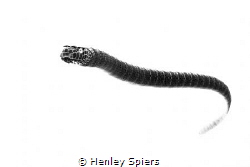 Inverted Sea Snake by Henley Spiers 